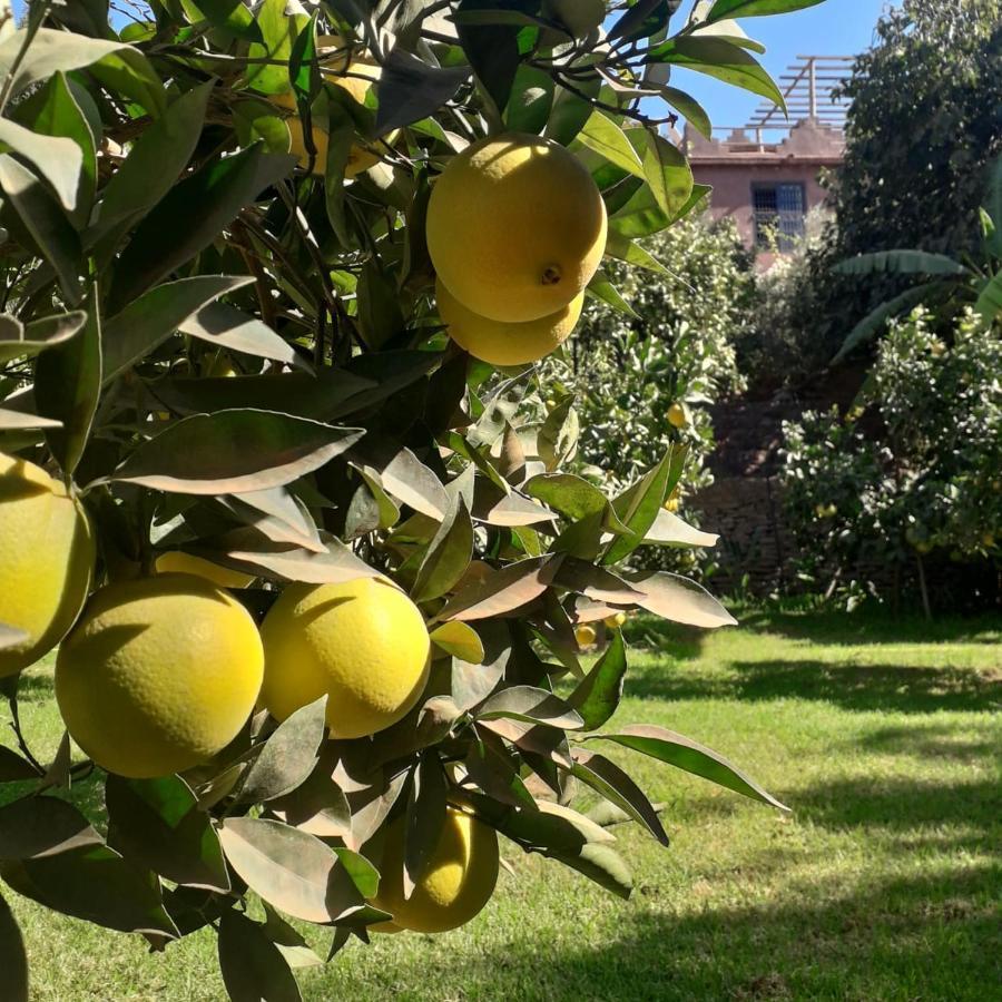 Ourika Timalizene Le Jardin Des Delices Hotel Tamezindert Екстериор снимка